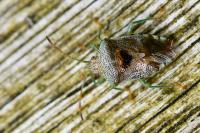Elasmucha grisea