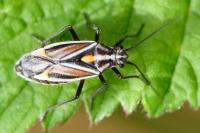 Horistus orientalis