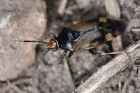 Deraeocoris flavilinea