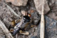 Deraeocoris flavilinea
