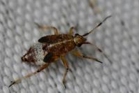Deraeocoris flavilinea