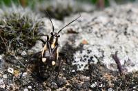 Capsodes sulcatus