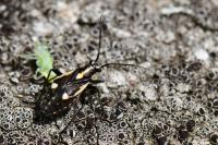 Capsodes sulcatus