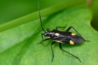 Capsodes sulcatus