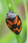 Cercopis vulnerata