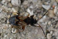 Scolopostethus thomsoni