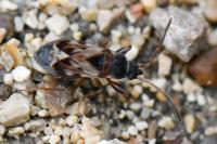 Scolopostethus affinis