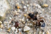 Scolopostethus affinis