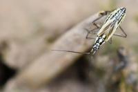 Leptopterna dolabrata