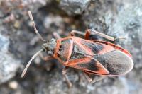 Arocatus roeselii