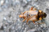 Deraeocoris flavilinea