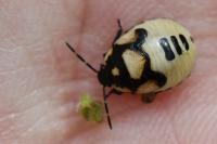 Tritomegas bicolor
