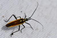 Leptopterna dolabrata