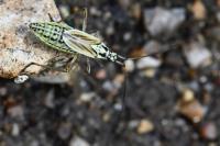 Leptopterna dolabrata