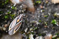 Horistus orientalis