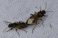 Heterogaster urticae