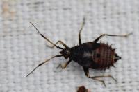 Deraeocoris ruber