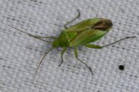 Closterotomus norwegicus