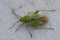 Closterotomus norwegicus