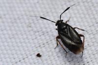 Capsus ater