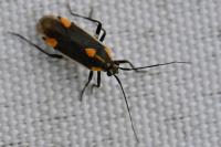 Capsodes flavomarginatus