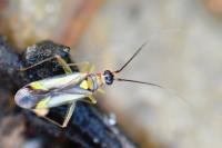 Campyloneura virgula
