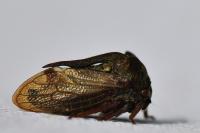 Centrotus cornutus