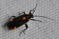 Capsodes flavomarginatus