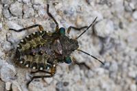 Pentatoma rufipes
