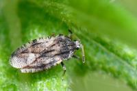 Tingis cardui