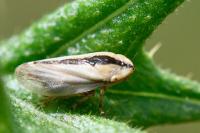 Philaenus spumarius