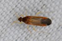 Phylus coryli