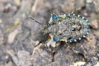 Pentatoma rufipes