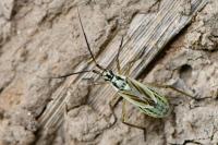 Leptopterna dolabrata
