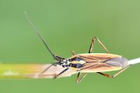 Leptopterna dolabrata