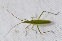 Megaloceroea recticornis