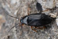 Heterocordylus erythropthalmus