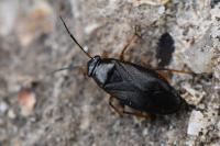 Heterocordylus erythropthalmus