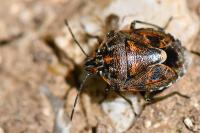 Holcogaster fibulata