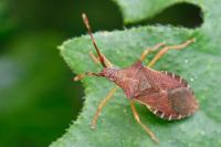 Gonocerus acuteangulatus