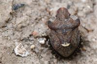 Dyroderes umbraculatus
