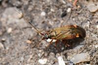 Closterotomus fulvomaculatus