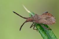 Coriomeris denticulatus