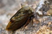 Centrotus cornutus