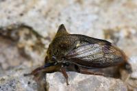 Centrotus cornutus