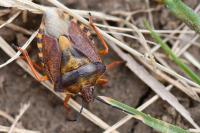 Carpocoris purpureipennis