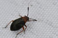 Capsus ater