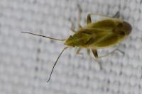 Amblytylus nasutus