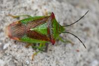 Acanthosoma haemorrhoidale