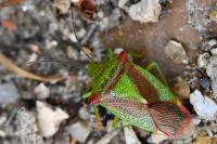 Acanthosoma haemorrhoidale